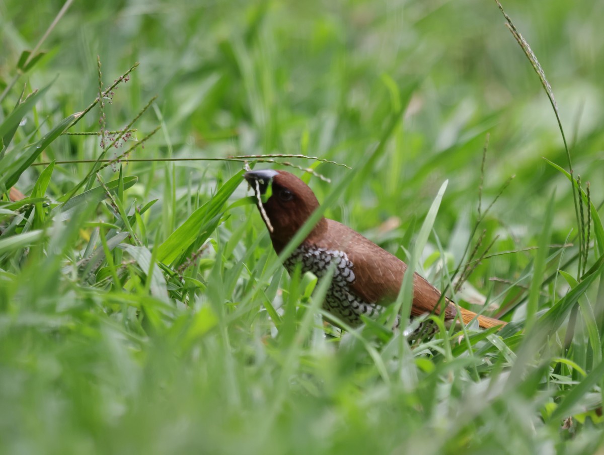 斑文鳥 - ML647413770