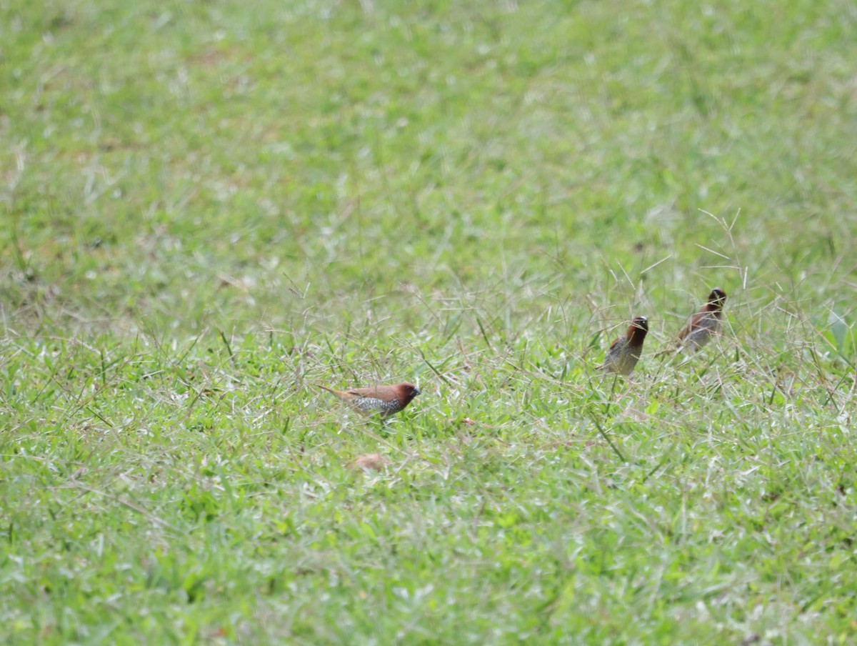 斑文鳥 - ML647413771