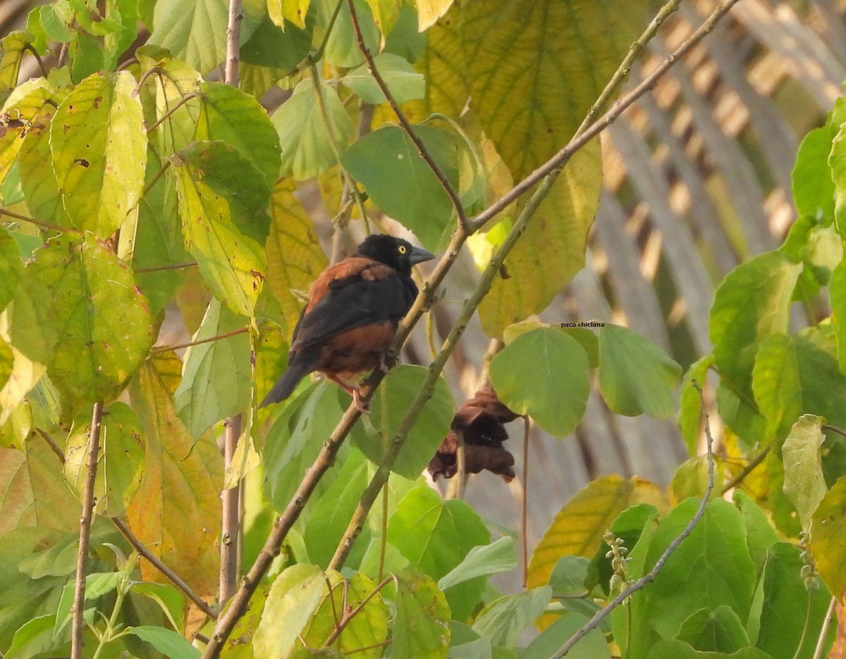 Chestnut-and-black Weaver - ML647413790