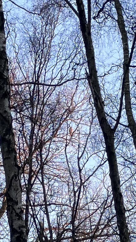 jestřáb lesní - ML647413792