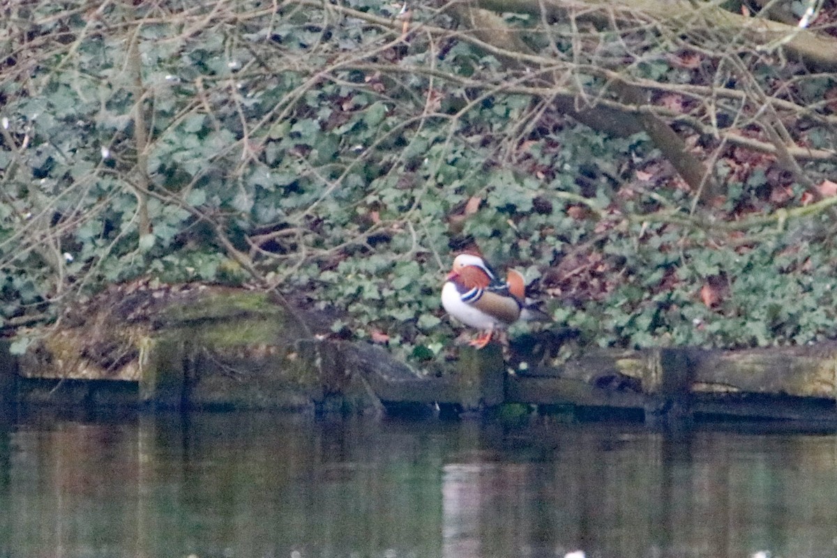 鴛鴦 - ML647413806