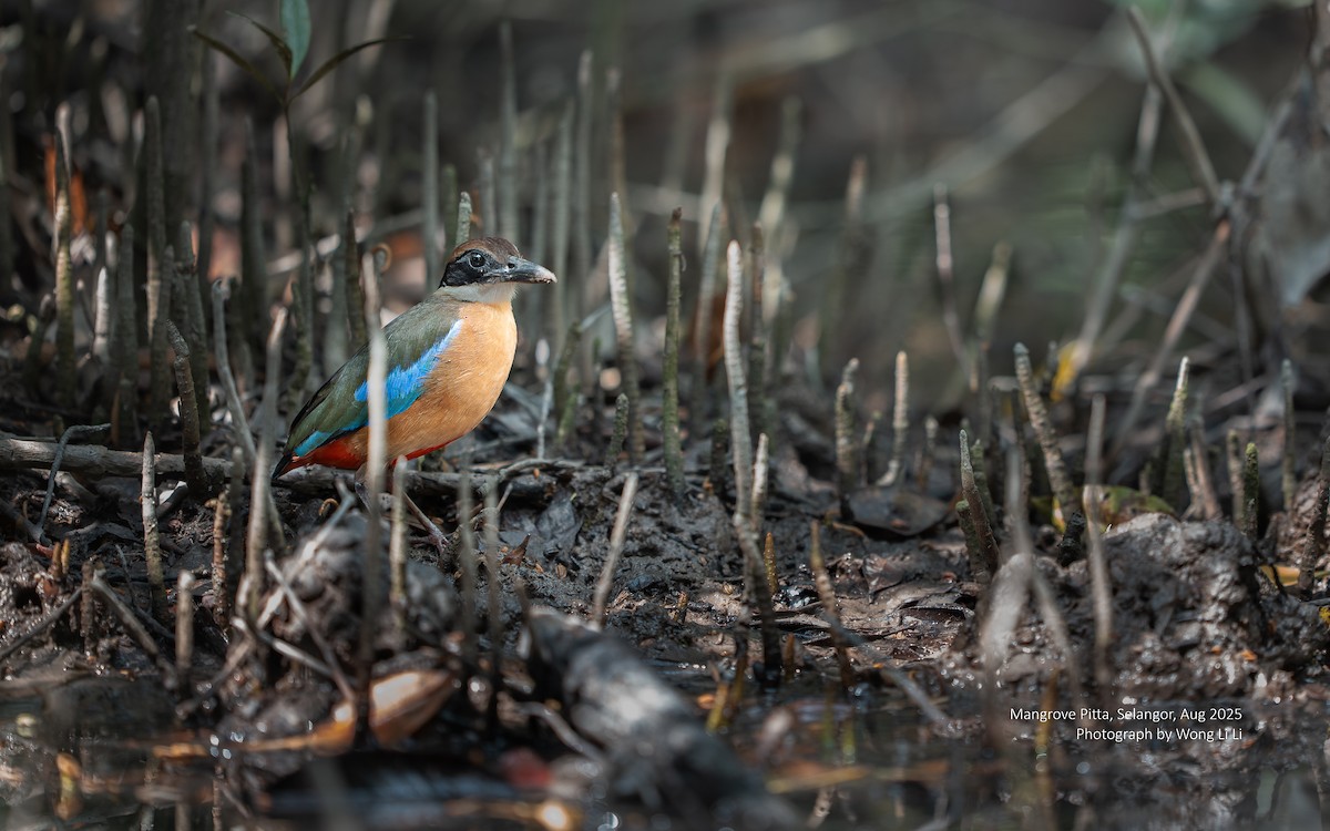 Mangrove Pitta - ML647413809