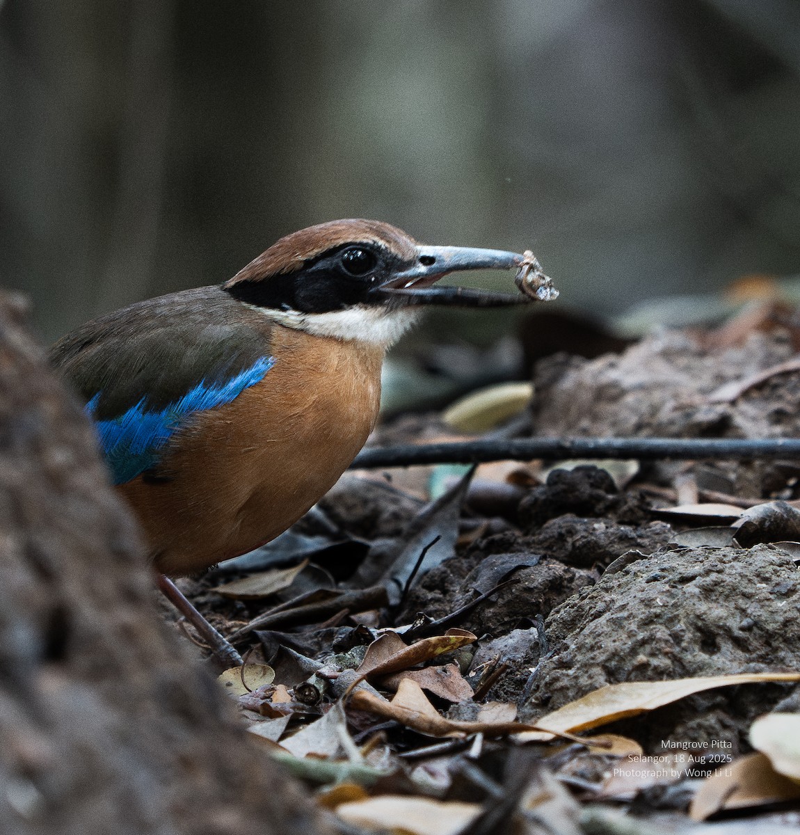 Mangrove Pitta - ML647413810