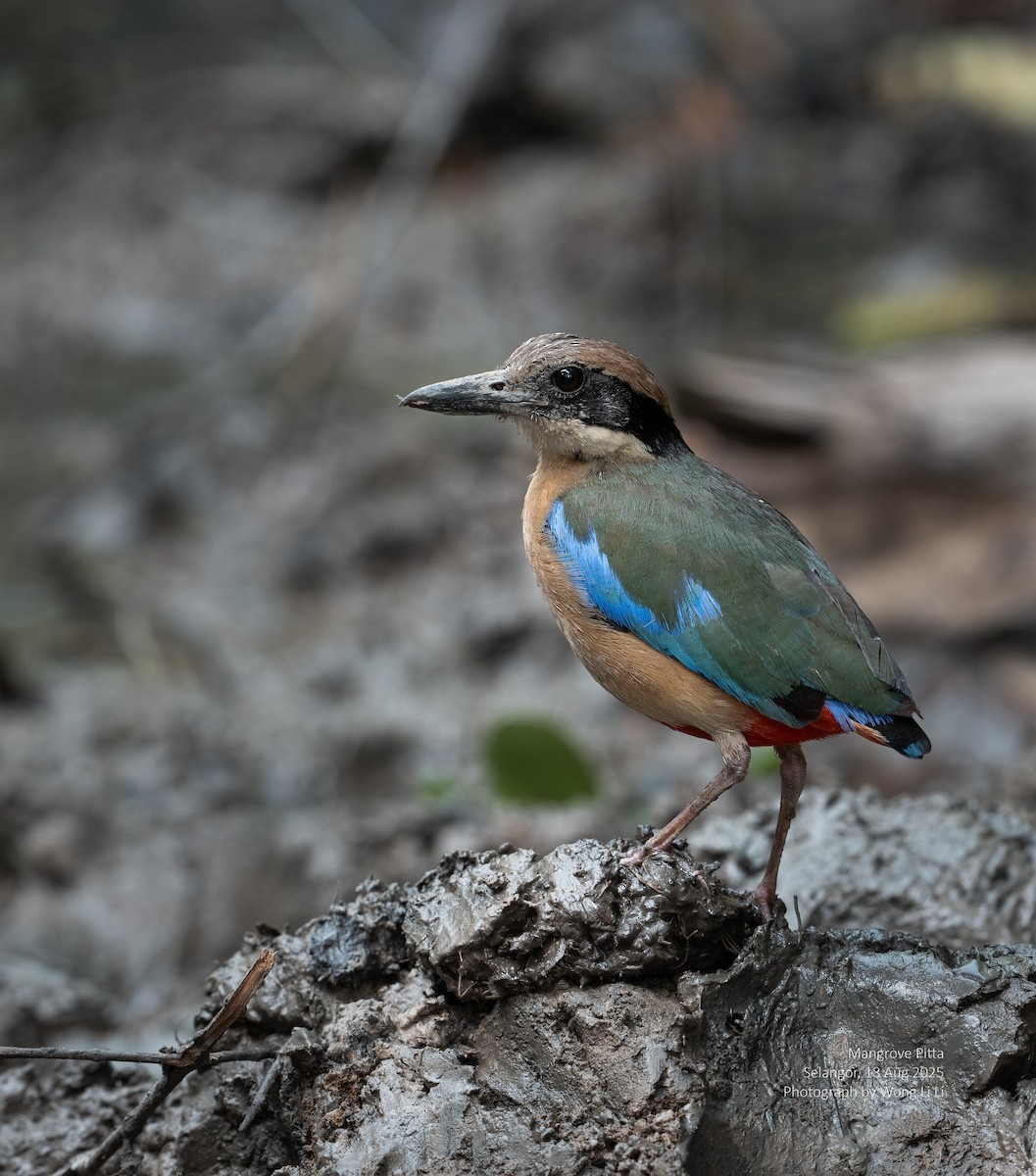 Mangrove Pitta - ML647413811