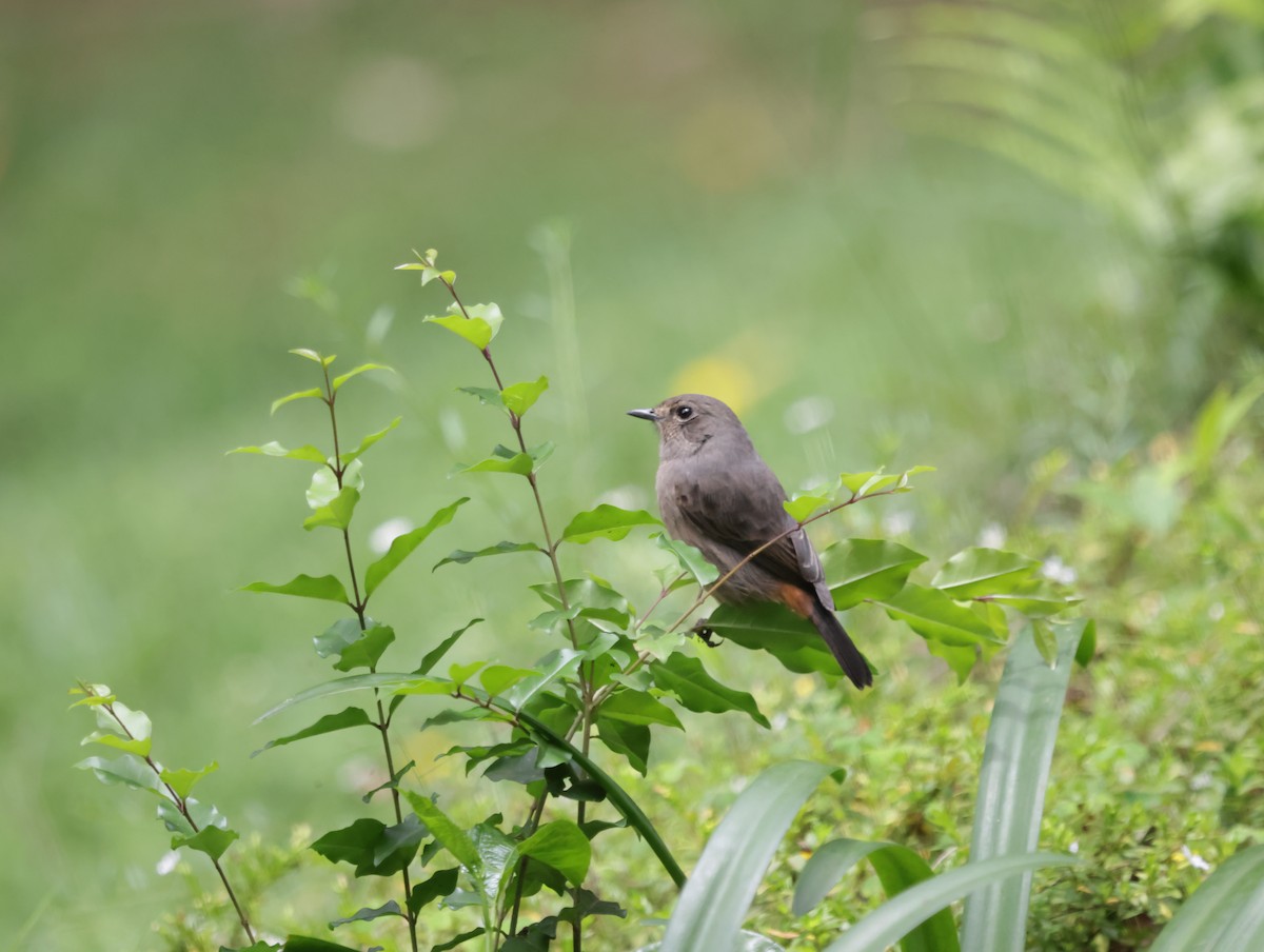 白斑黑石䳭 - ML647413816