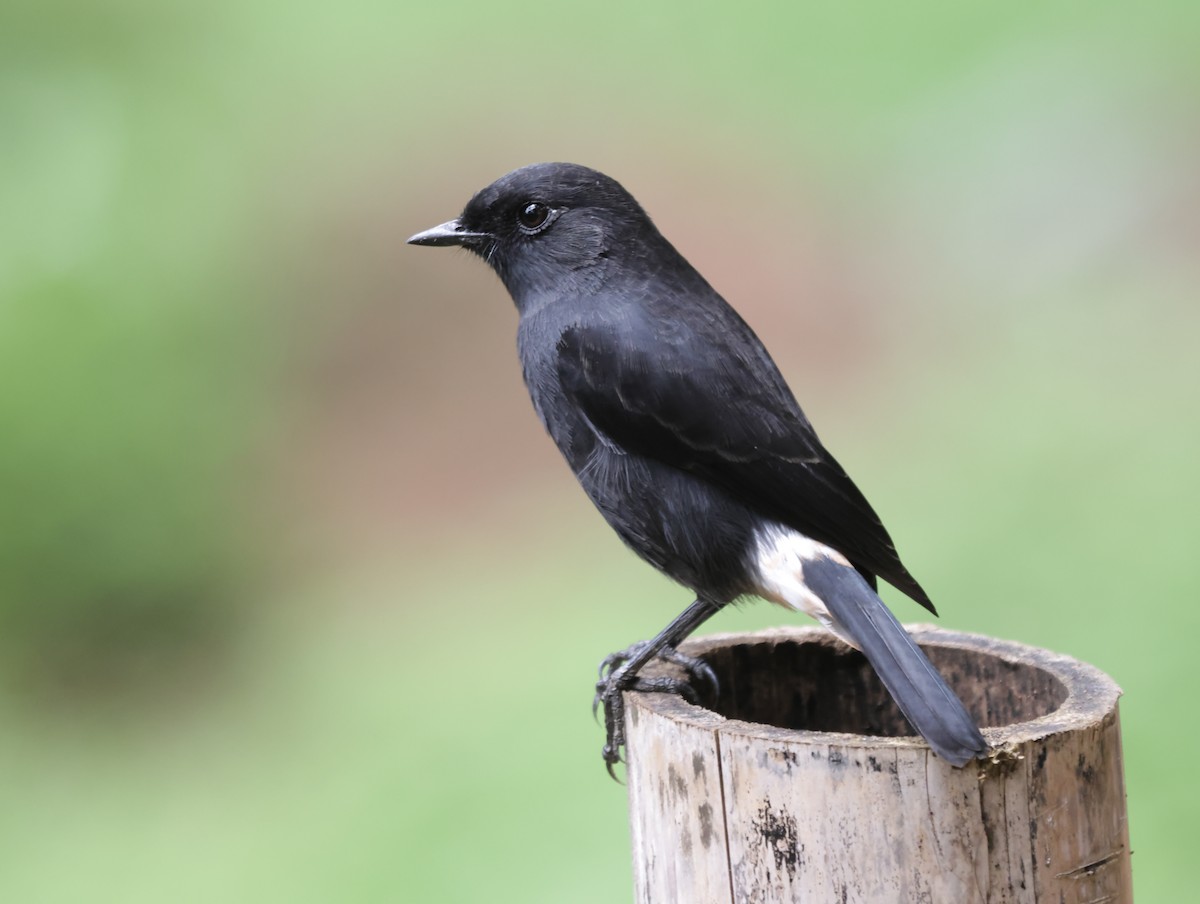 白斑黑石䳭 - ML647413817