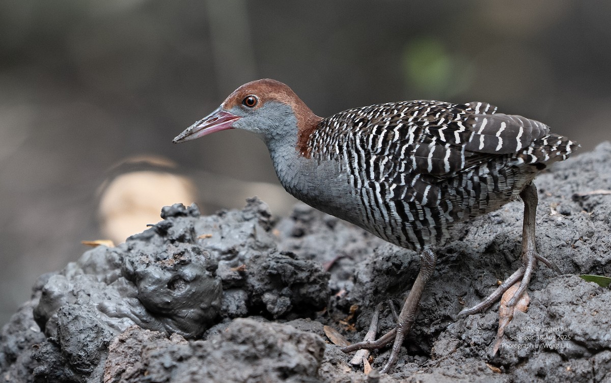 Slaty-breasted Rail - ML647413837