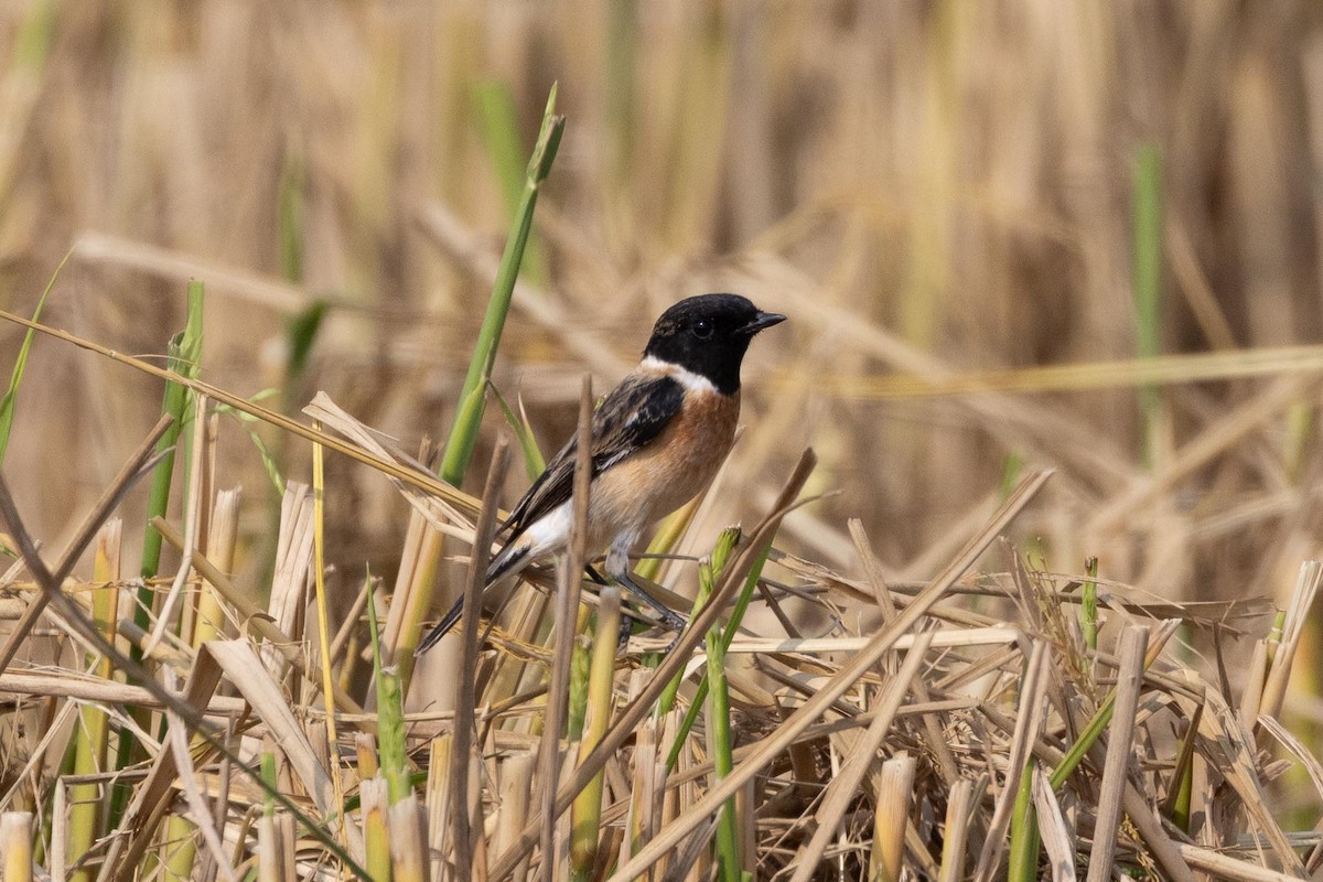 bramborníček sibiřský - ML647413848