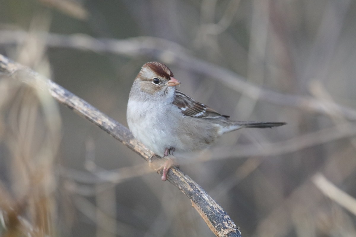 White-crowned Sparrow - ML647413857