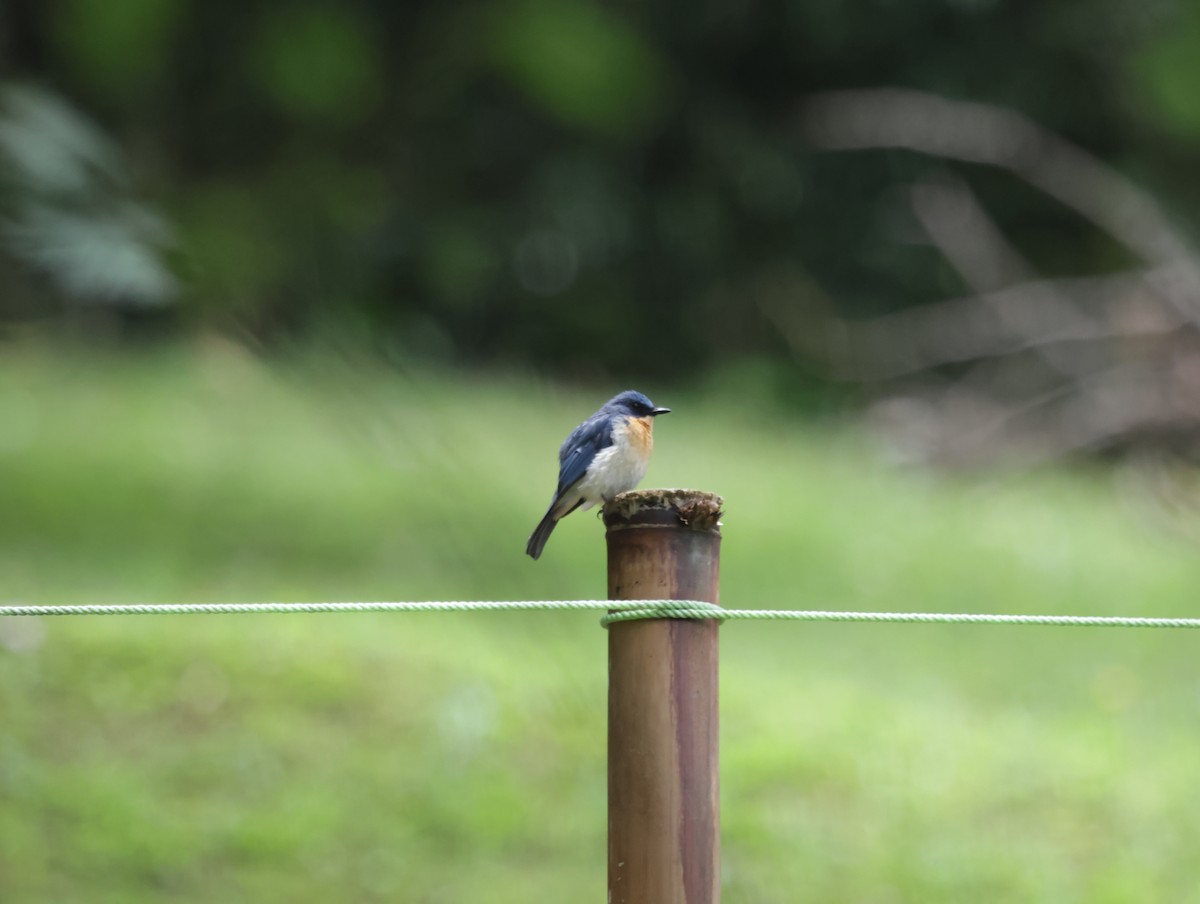 Tickell's Blue Flycatcher - ML647413868
