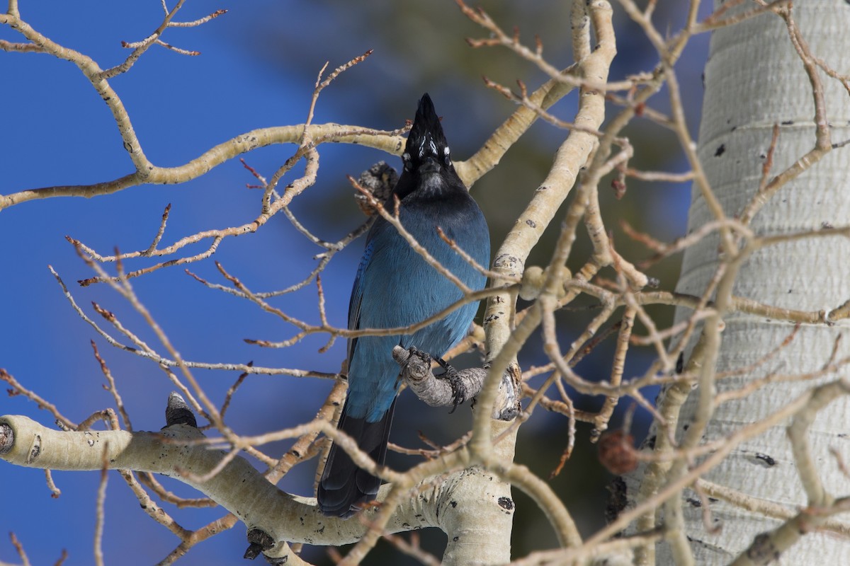 Steller Kargası [diademata grubu] - ML647413883