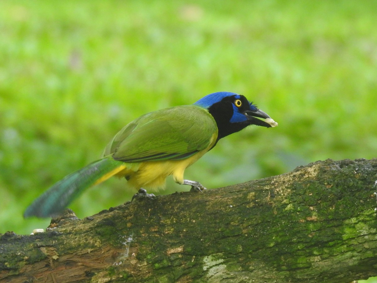 Inkablaurabe - ML647413884