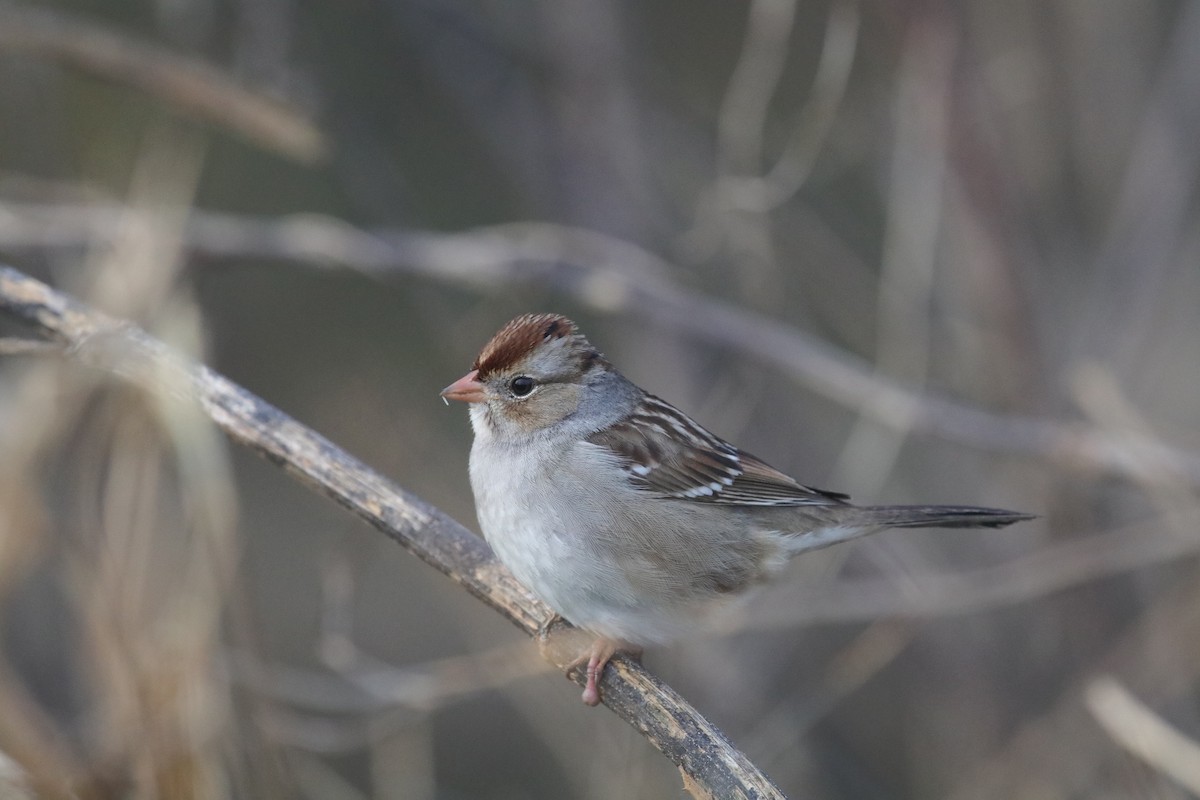 White-crowned Sparrow - ML647413890