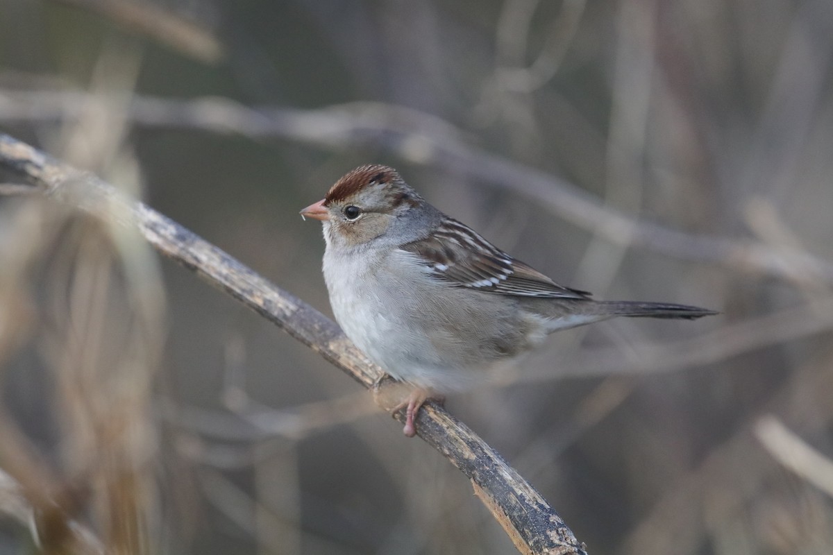 White-crowned Sparrow - ML647413891