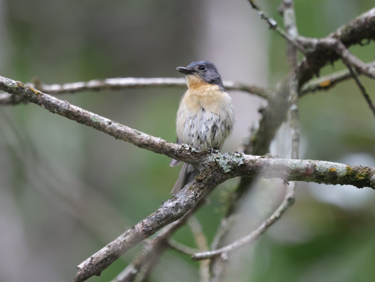 Tickell's Blue Flycatcher - ML647413899