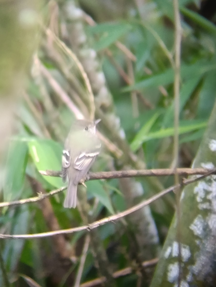 Acadian Flycatcher - ML647413913