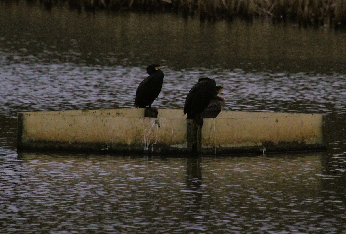 storskarv - ML647413917