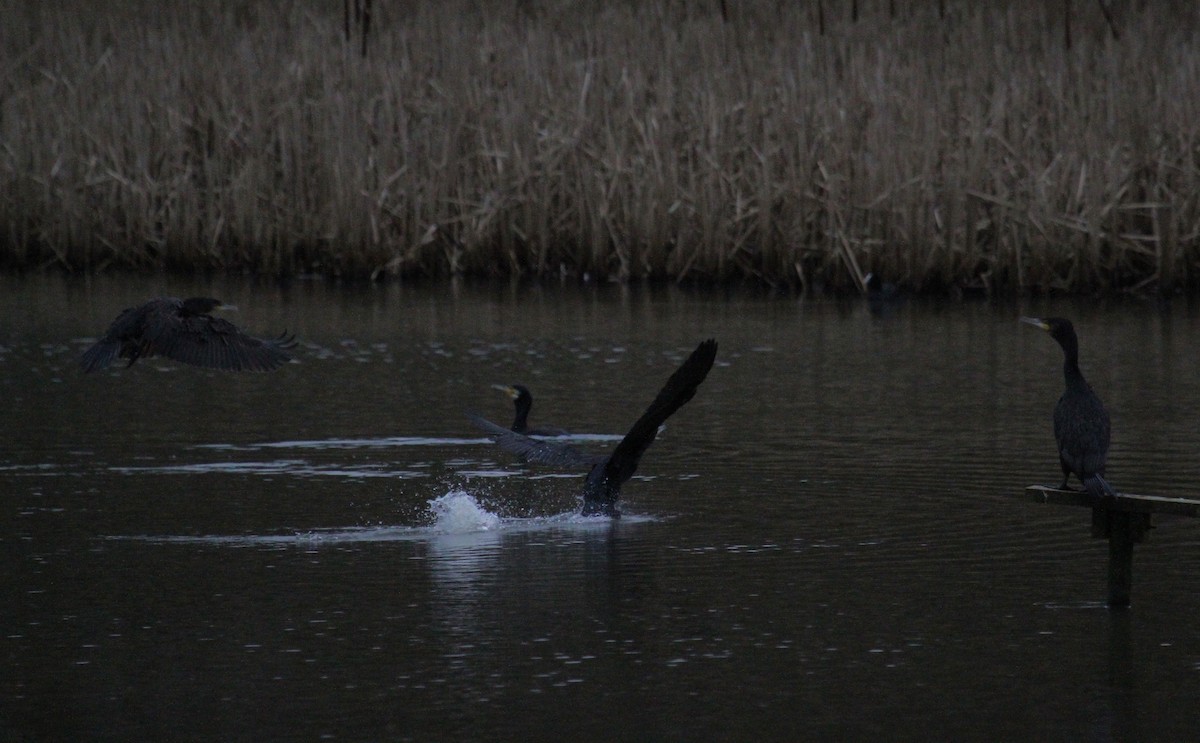 storskarv - ML647413918