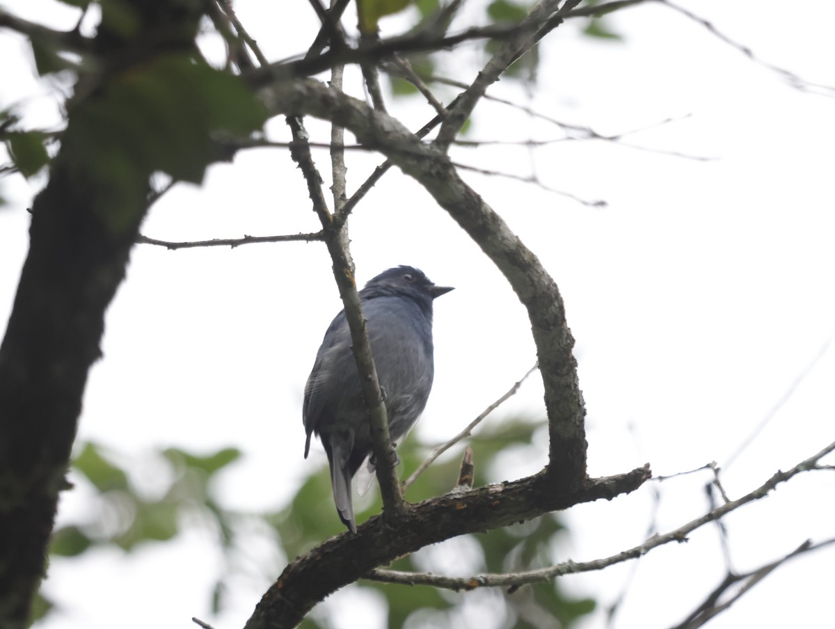 Nilgiri Flycatcher - ML647413919