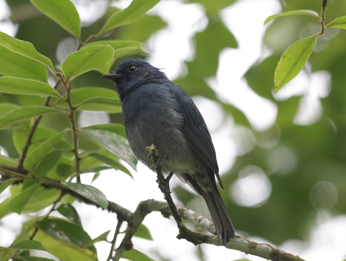 Nilgiri Flycatcher - ML647413920