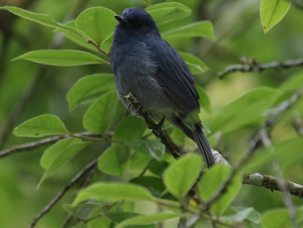 Nilgiri Flycatcher - ML647413921
