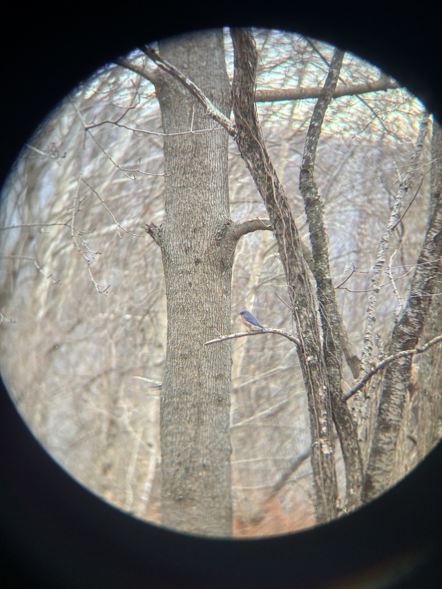 Eastern Bluebird - ML647413930