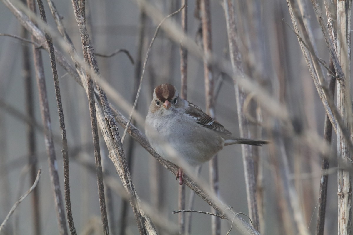White-crowned Sparrow - ML647413931