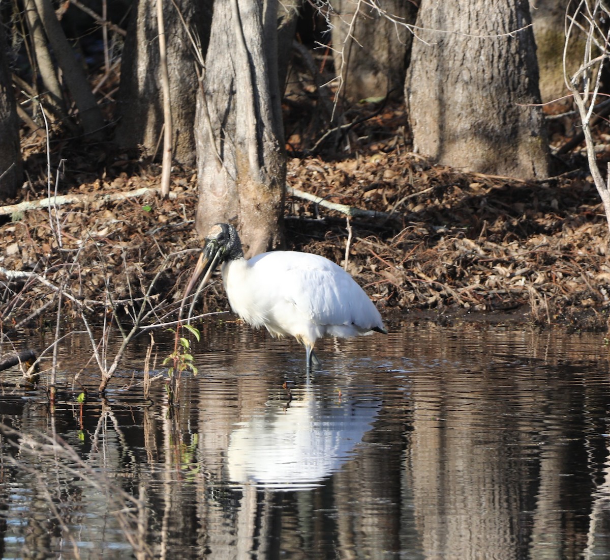Wood Stork - ML647413971