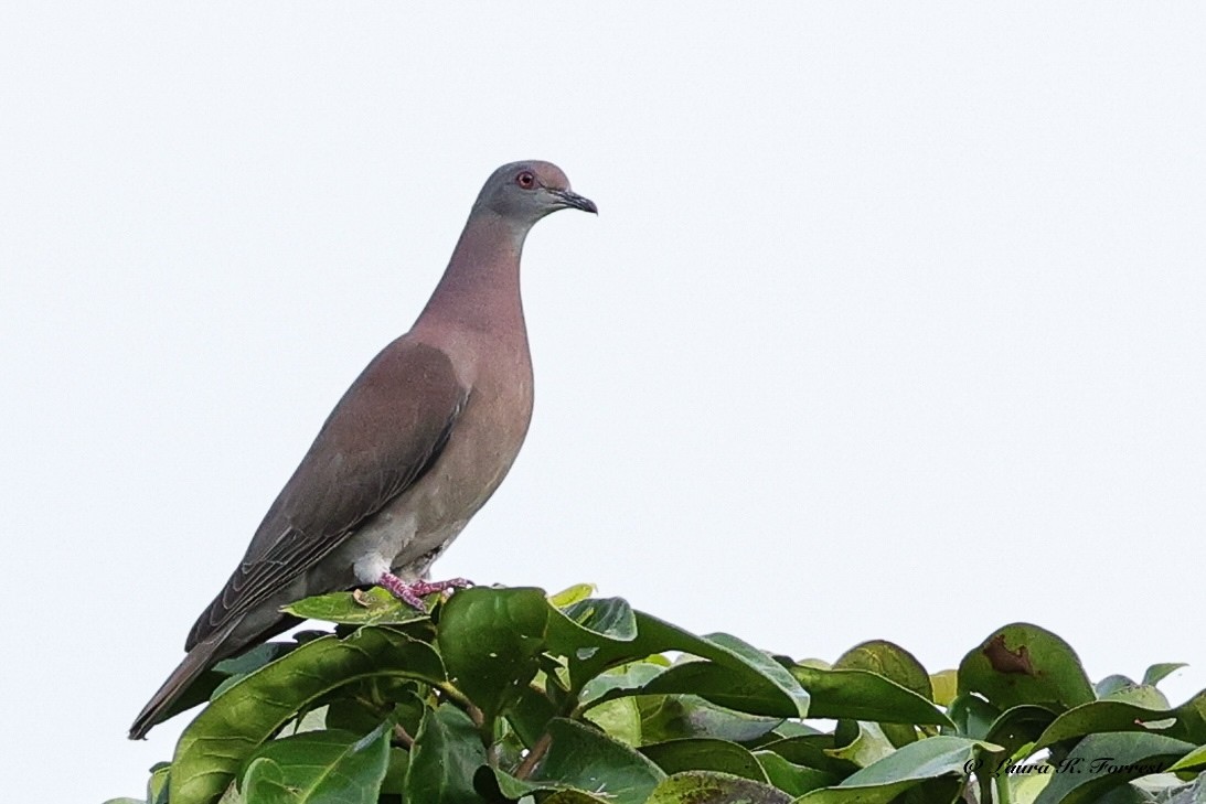 Paloma Colorada - ML647413973