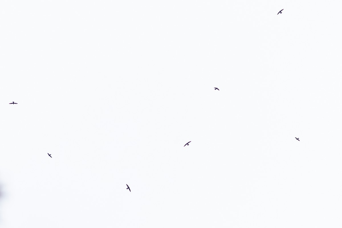 Halsbandsegler - ML647413975