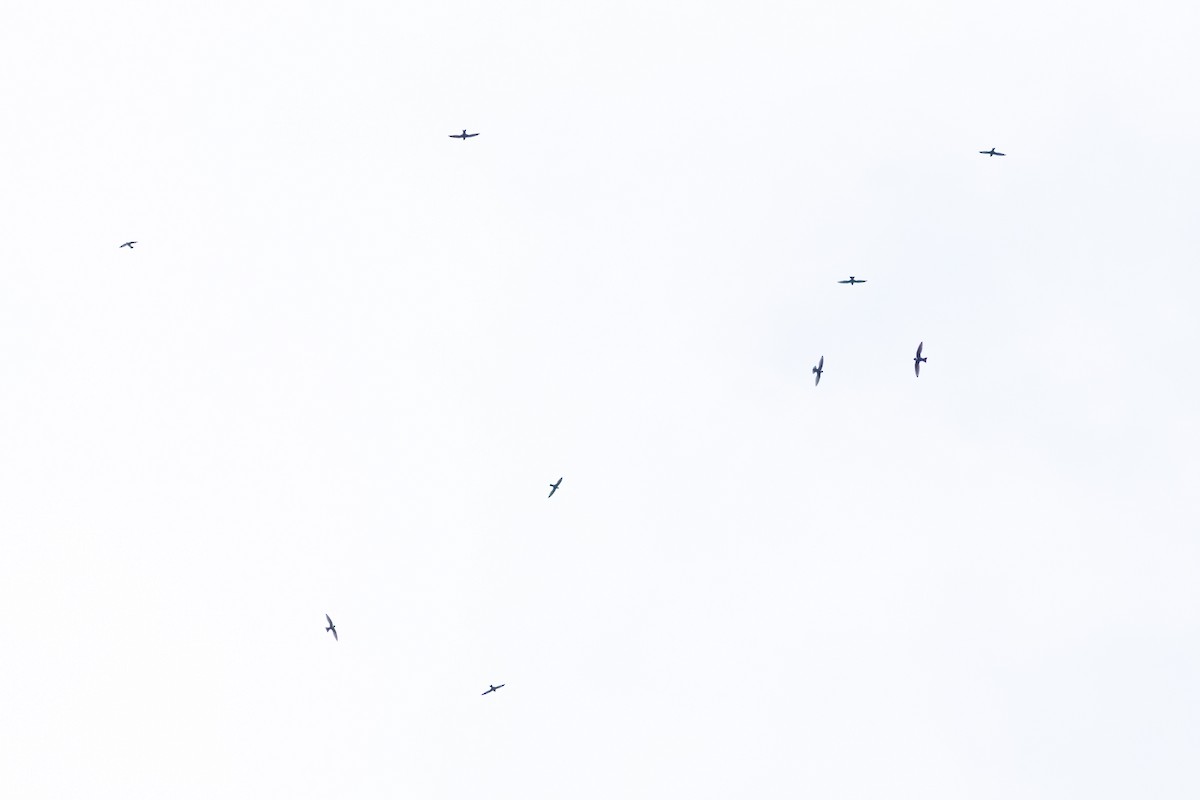 Halsbandsegler - ML647413977