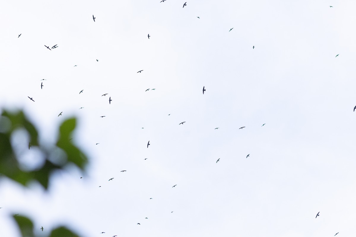 Halsbandsegler - ML647413985