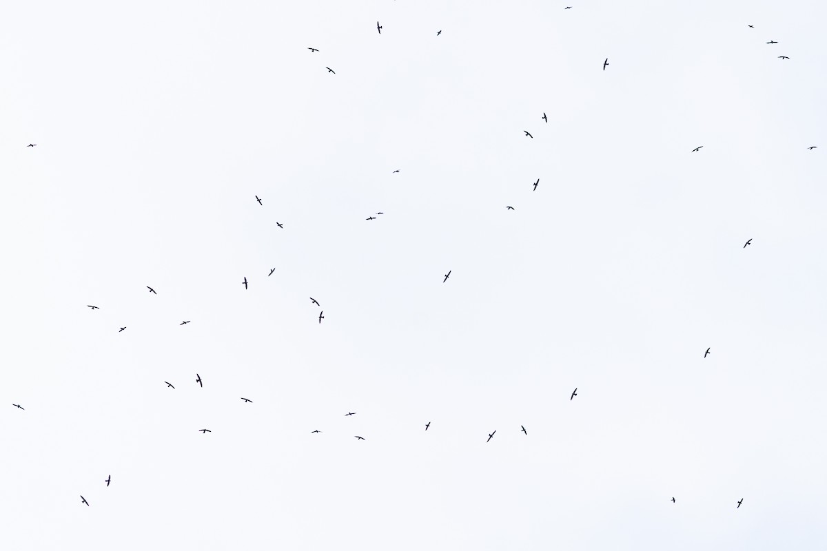 Halsbandsegler - ML647413988