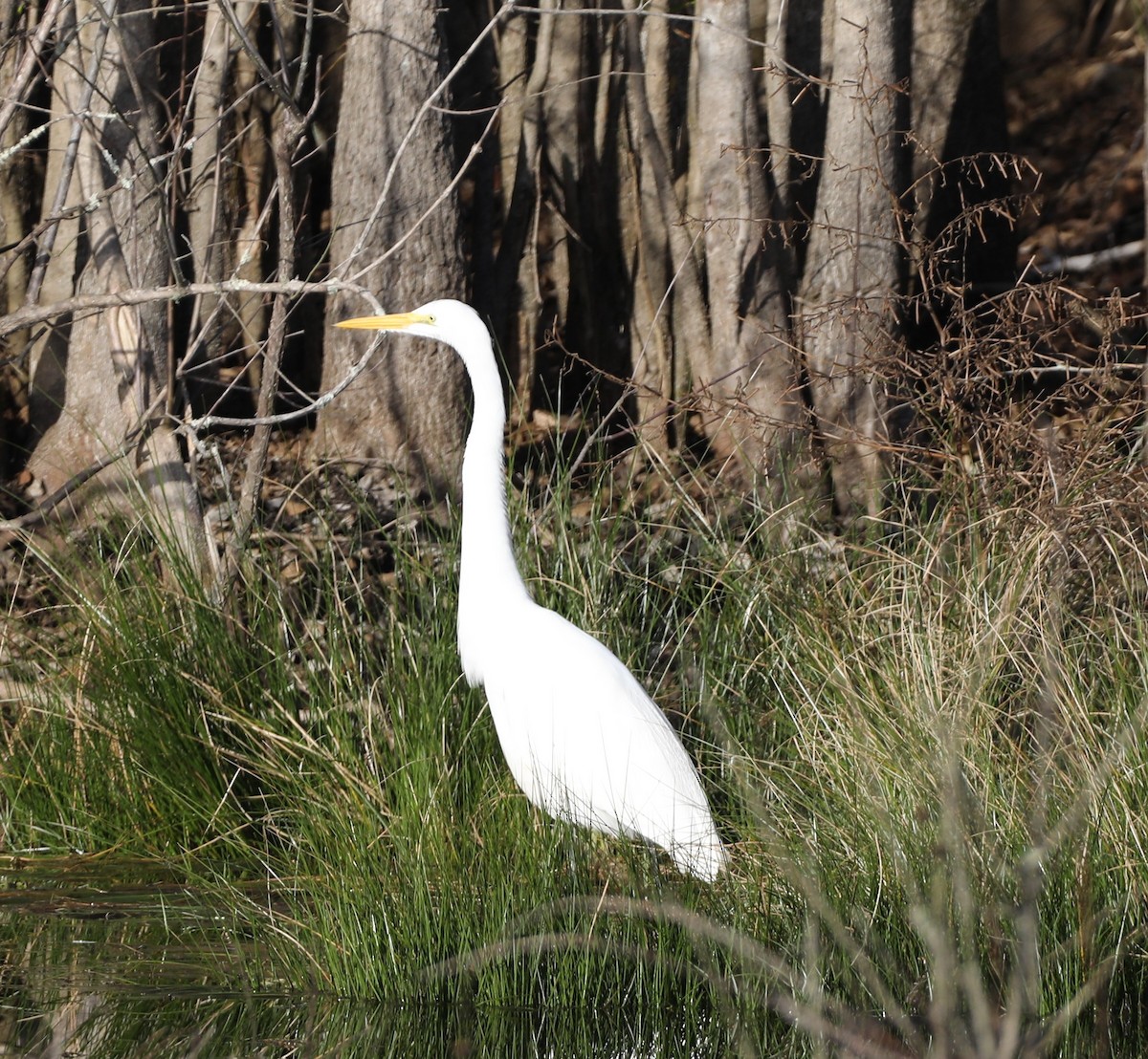 Great Egret - ML647413991