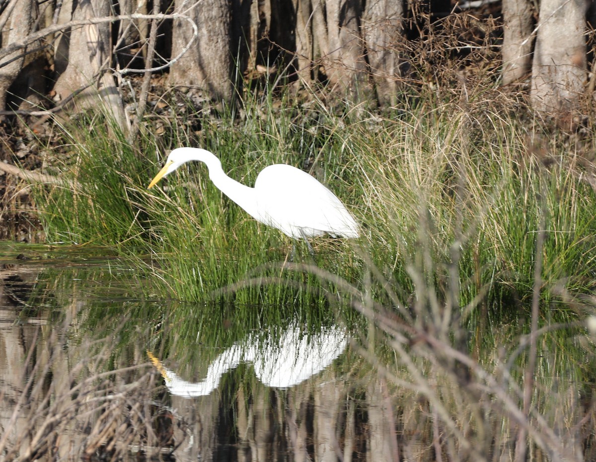 Great Egret - ML647413992