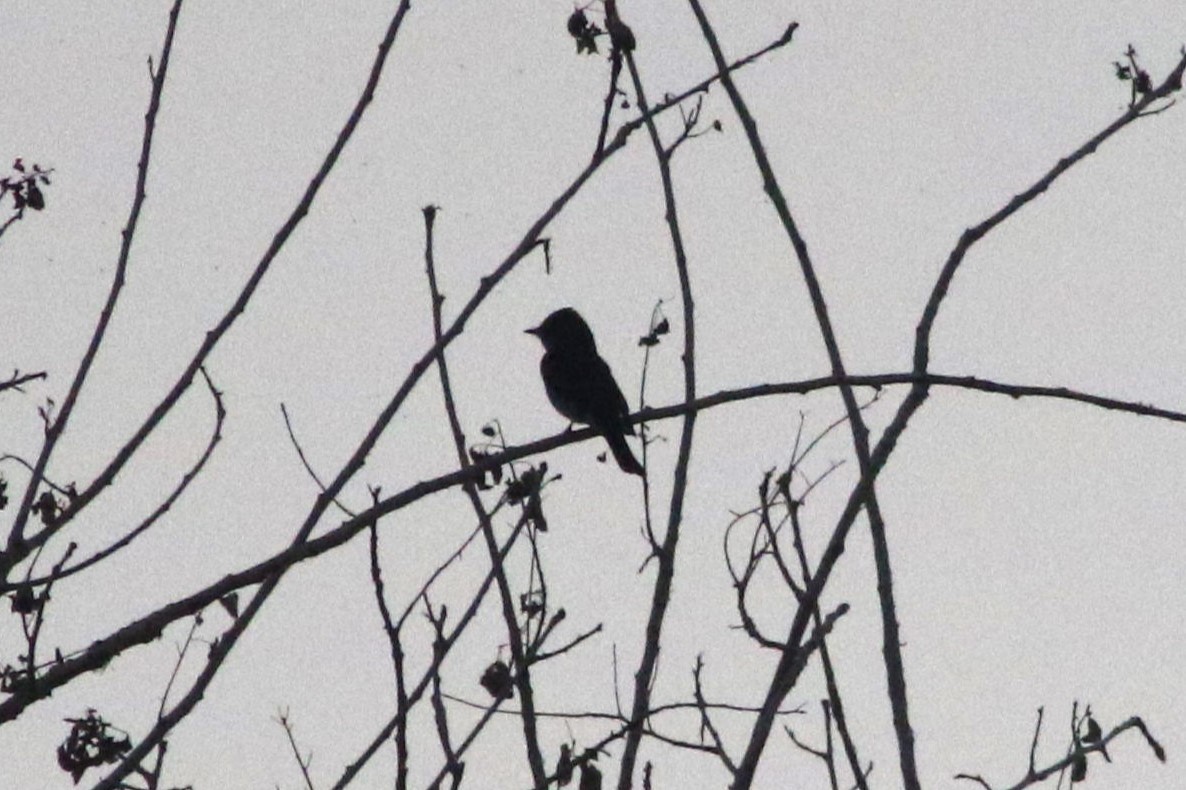 Pioui de l'Ouest - ML647413994