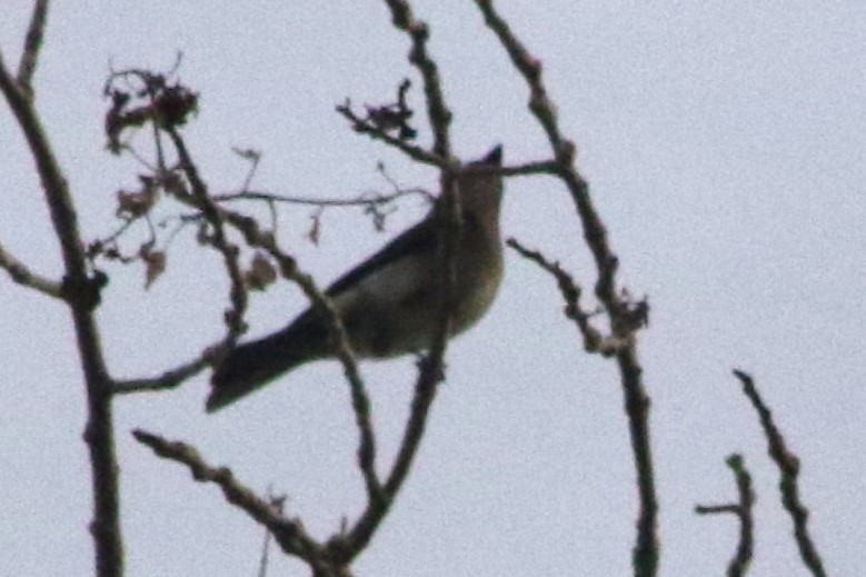 Pioui de l'Ouest - ML647413995