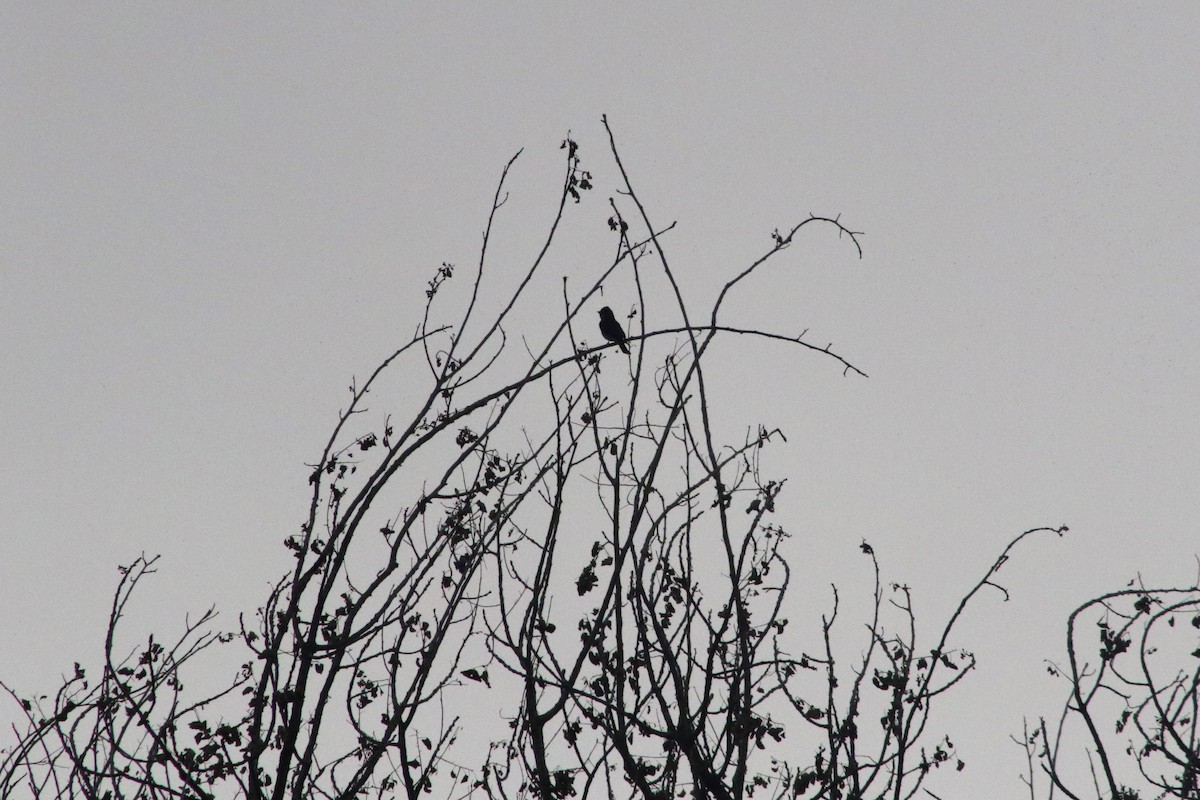 Pioui de l'Ouest - ML647413996