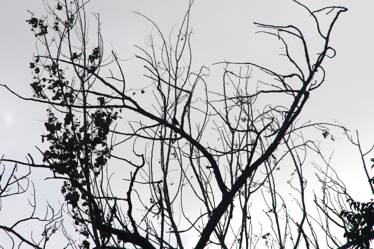 Pioui de l'Ouest - ML647413997