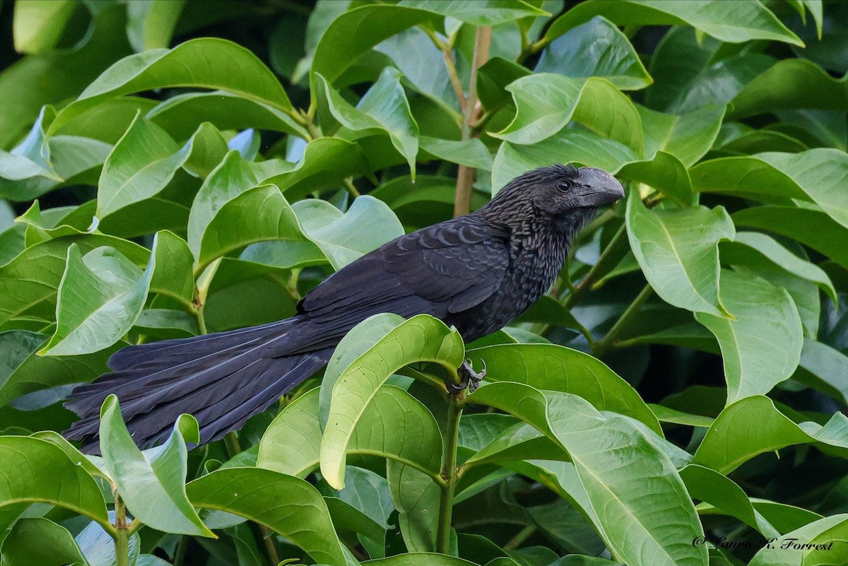 glattnebbani - ML647414001