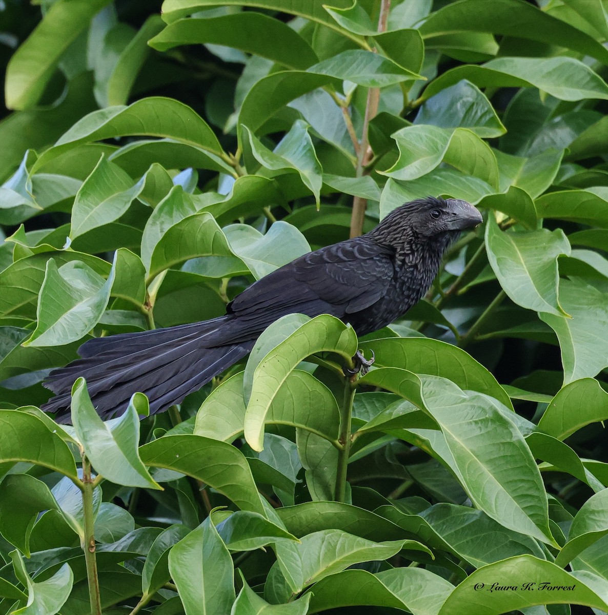 glattnebbani - ML647414002