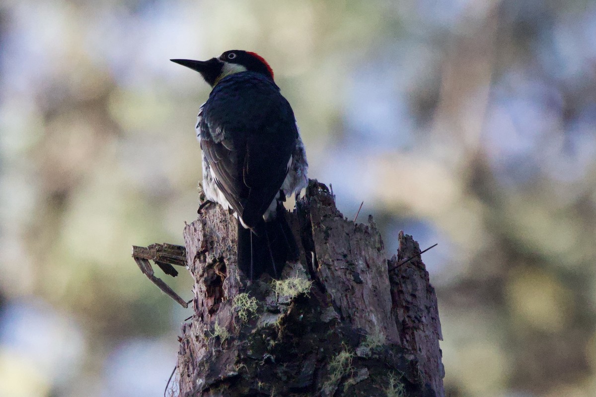 Acorn Woodpecker - ML647414010