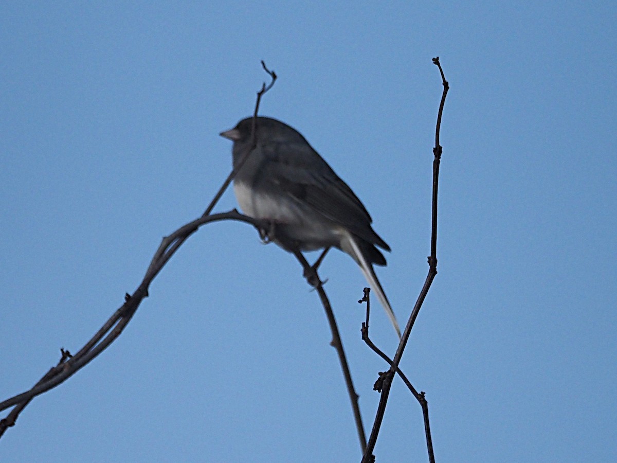 Junco Ojioscuro - ML647414019