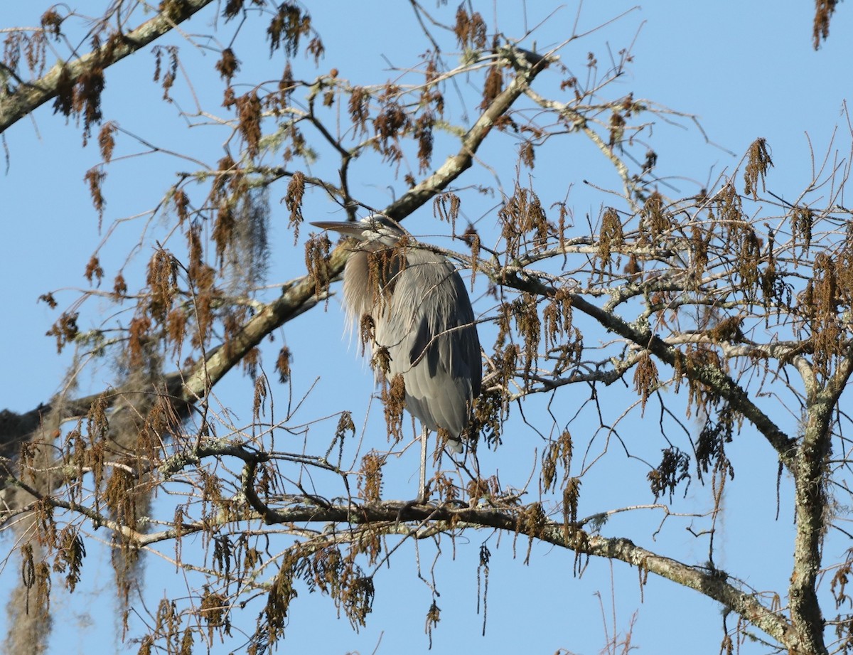 Great Blue Heron - ML647414020