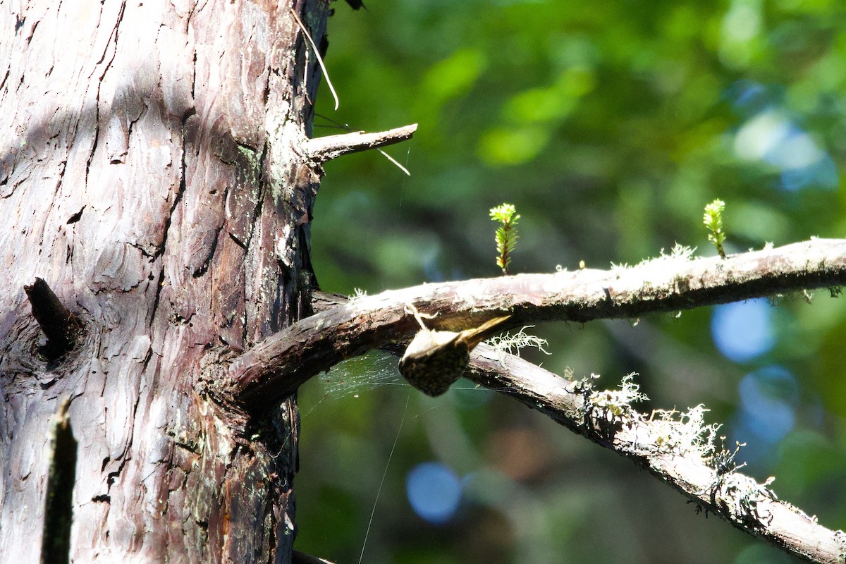 Brown Creeper - ML647414037