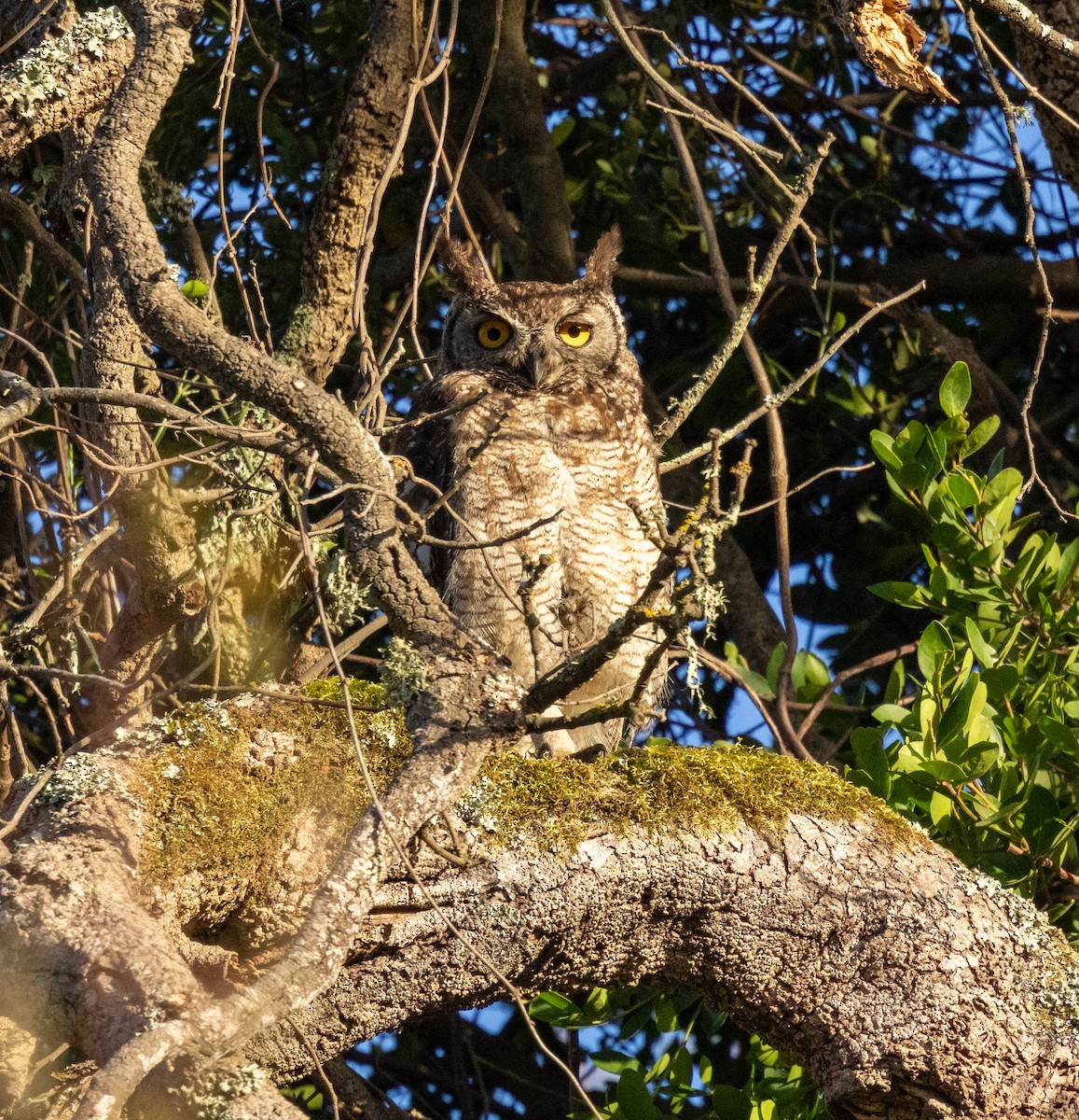 Spotted Eagle-Owl - ML647414041