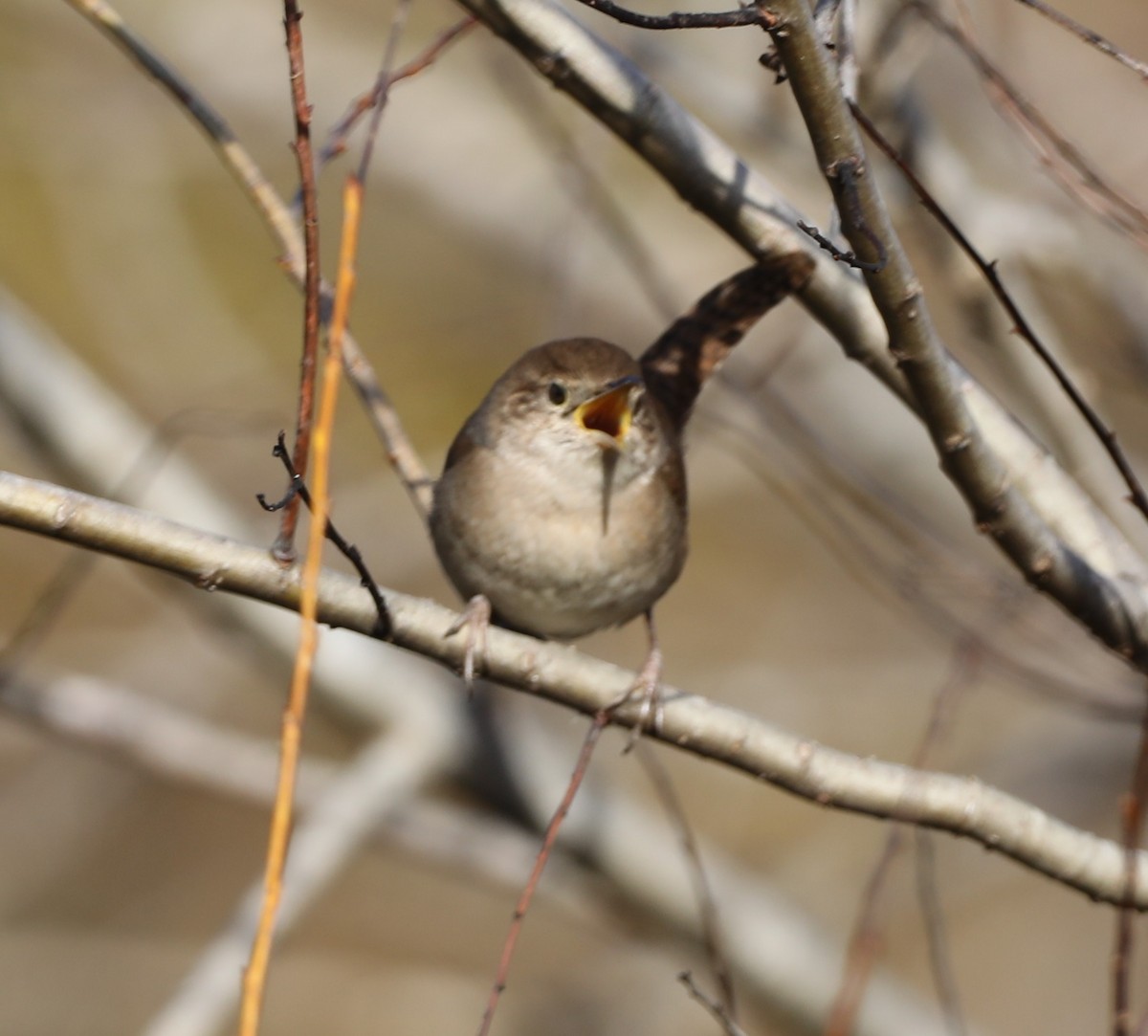 Northern House Wren - ML647414042