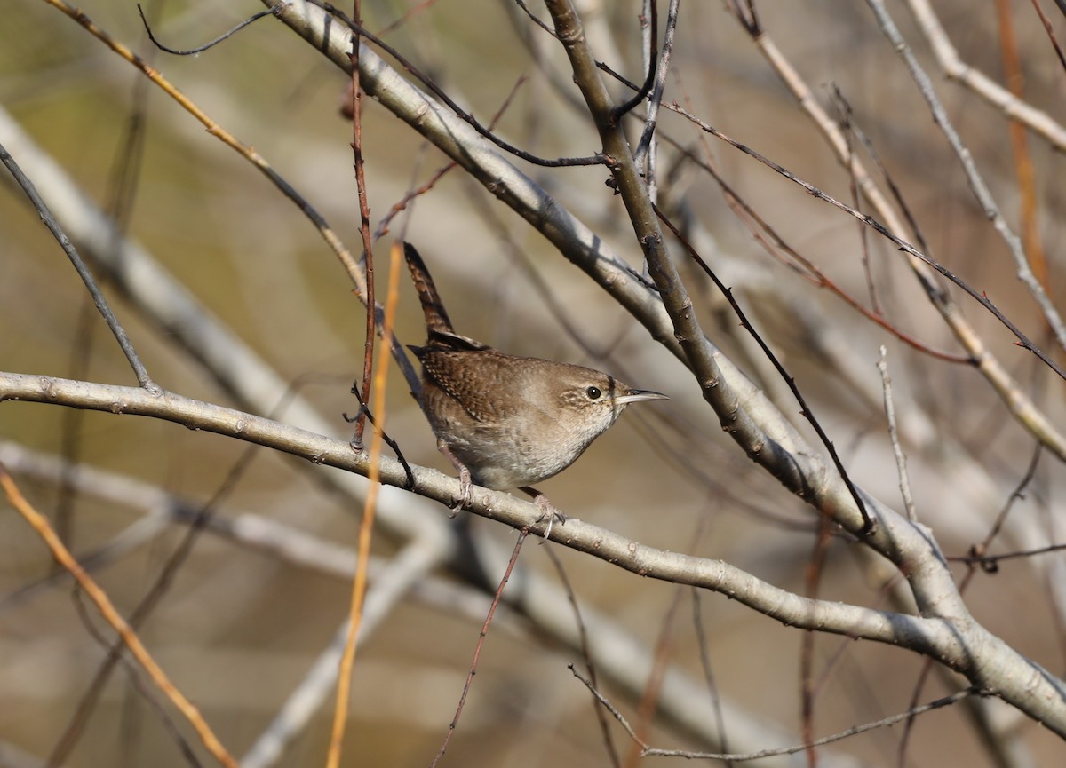 Northern House Wren - ML647414043