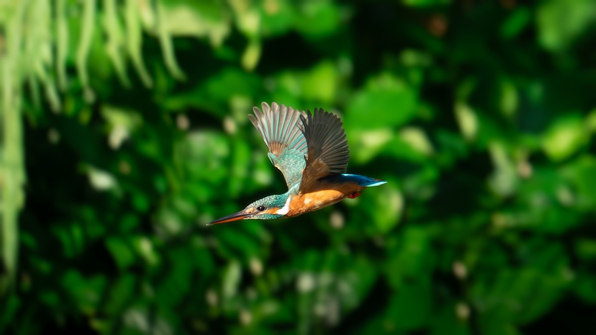 Зимородок - ML647414044