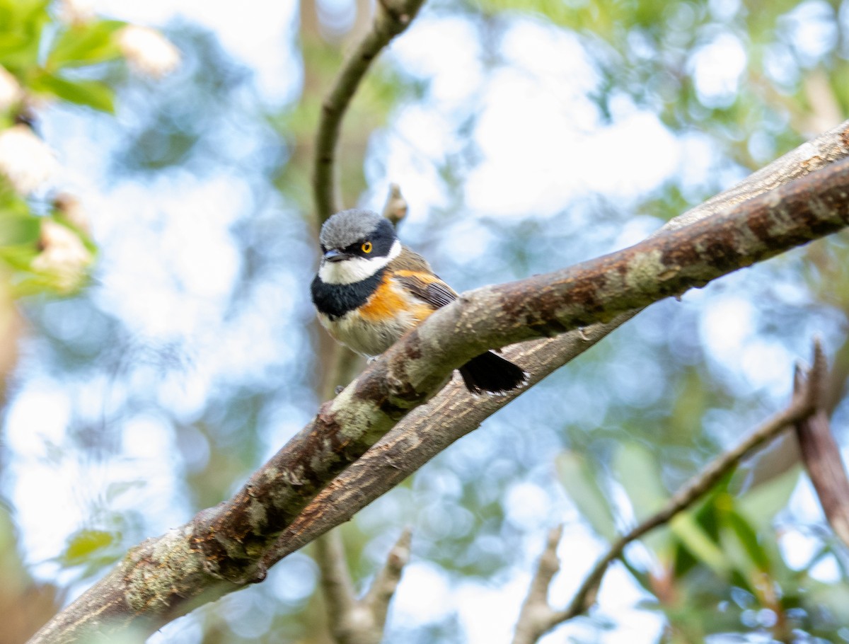 ムナグロセワタビタキ - ML647414045